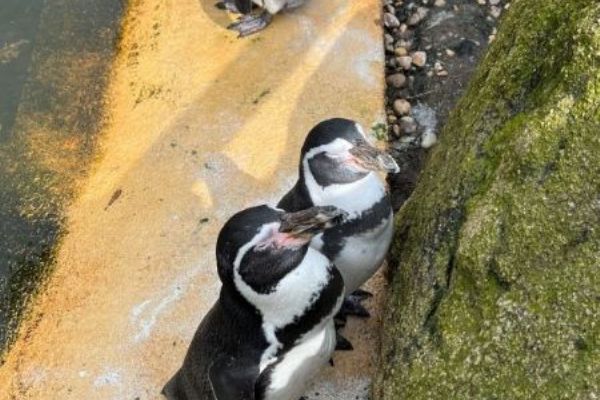 Hlasování spolku a výlet do ZOO Plzeň vláčkem